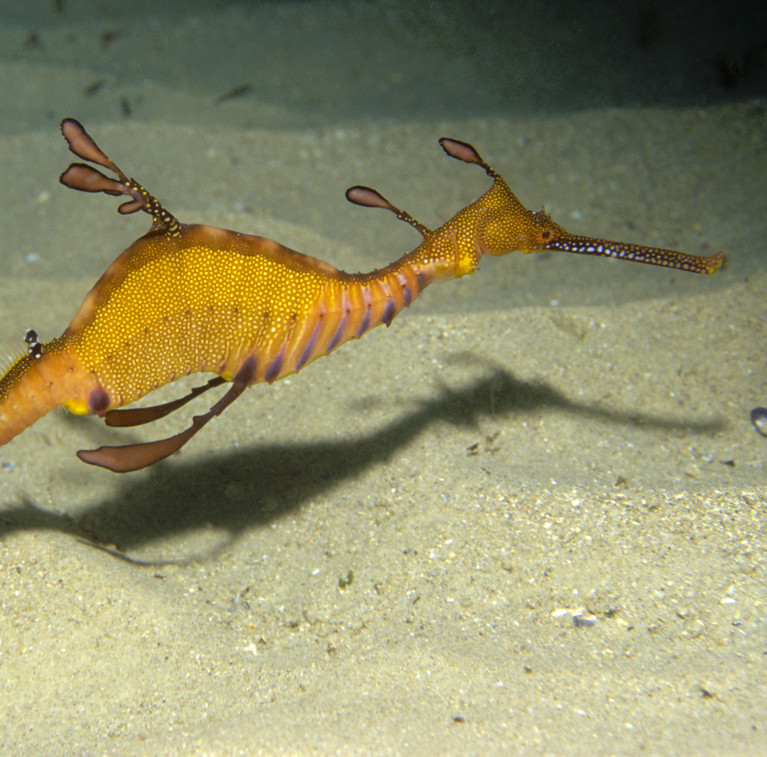 Weedy seadragon