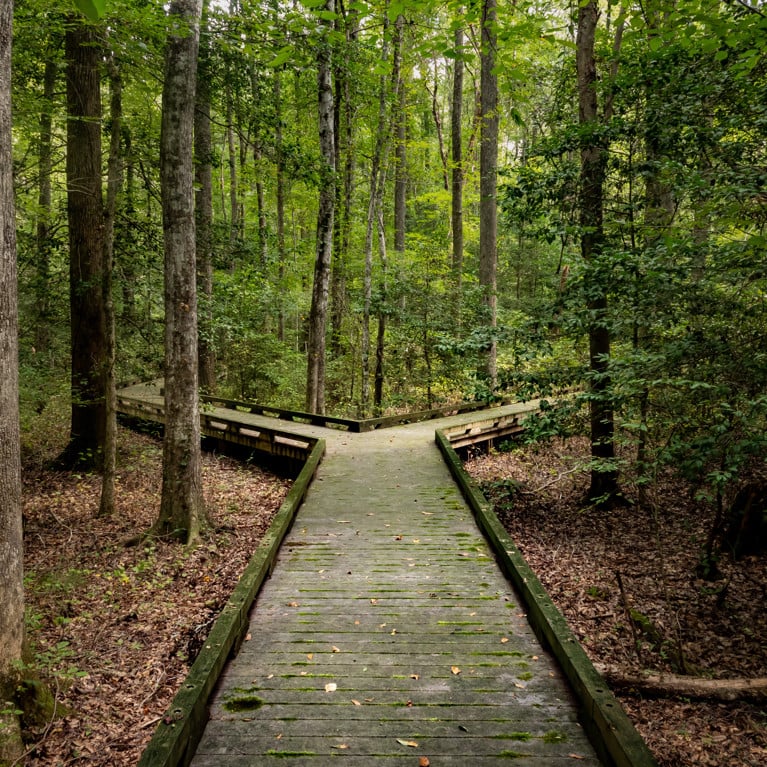 Concept of decision or choice using a wooden boardwalk in dense forest in Great Dismal Swamp
By steheap Adobe Stock
