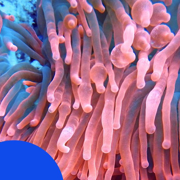 Coral Nurture Program gives reefs a fighting chance