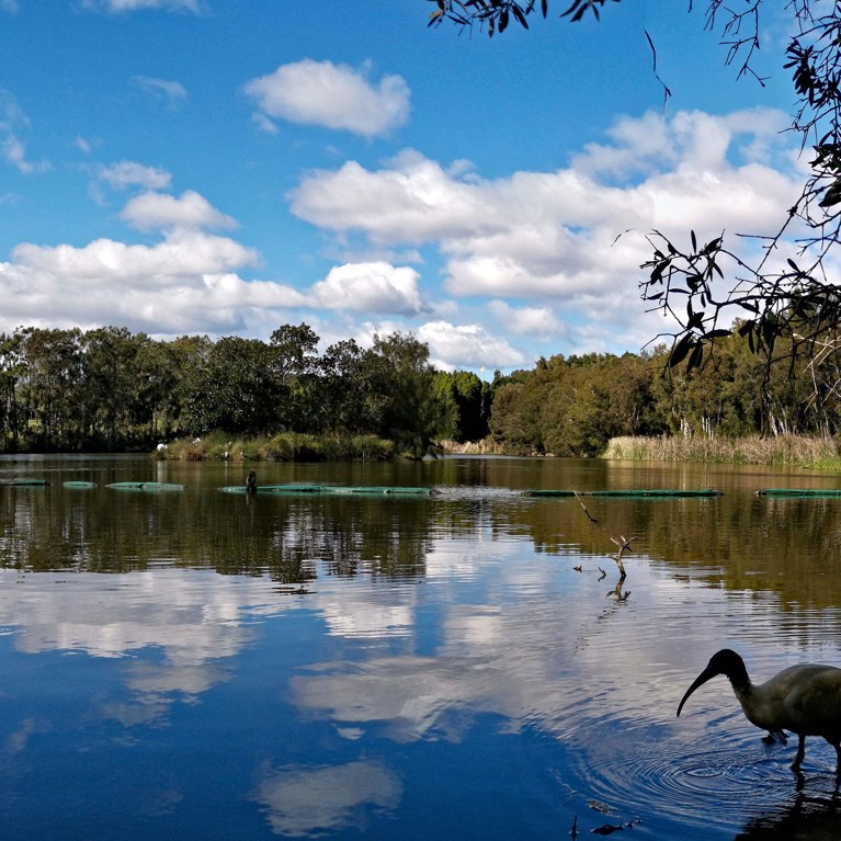lake with water bird in front