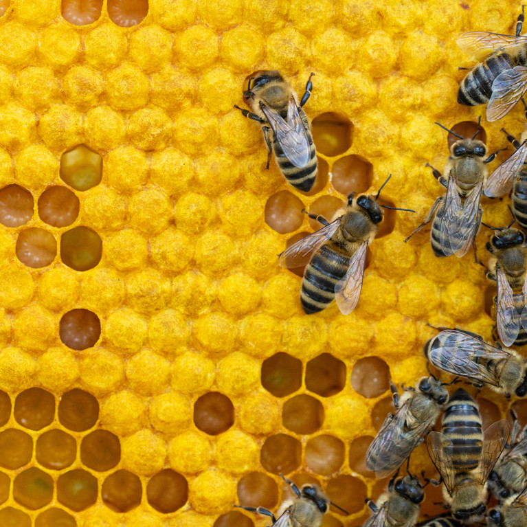 Bees on a wax comb with bee larvae and honey. Picture by Baronb/Adobe Stock