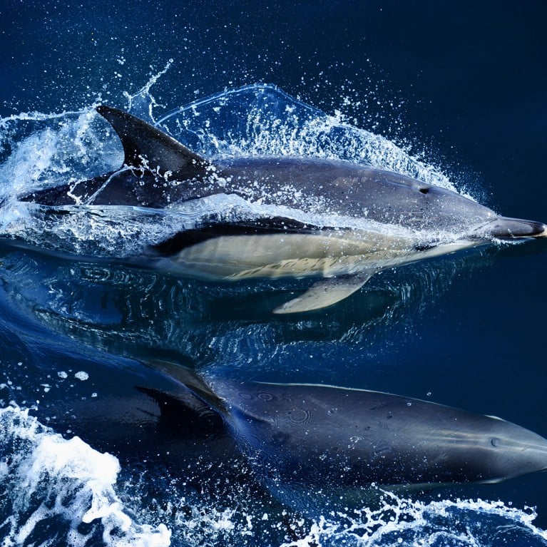 Dolphins splashing though sea. Picture: Katharina J Peters