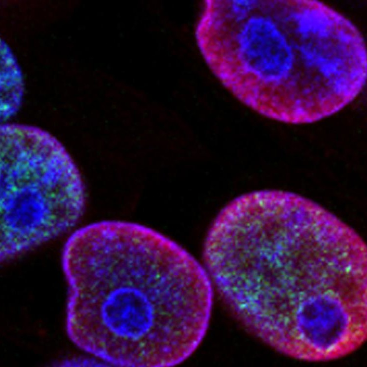 Microscopic view of cells