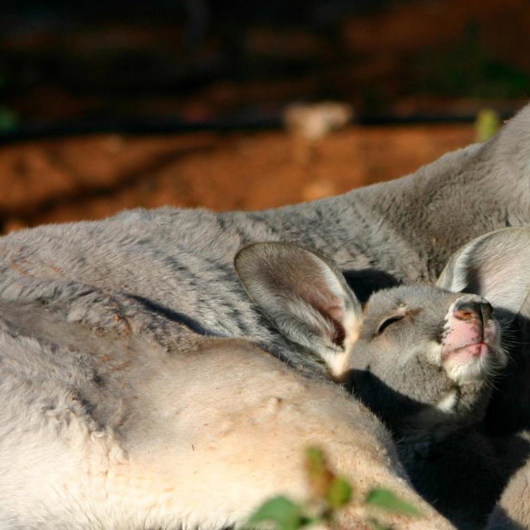 Kangaroos parent and joey lying in the sun