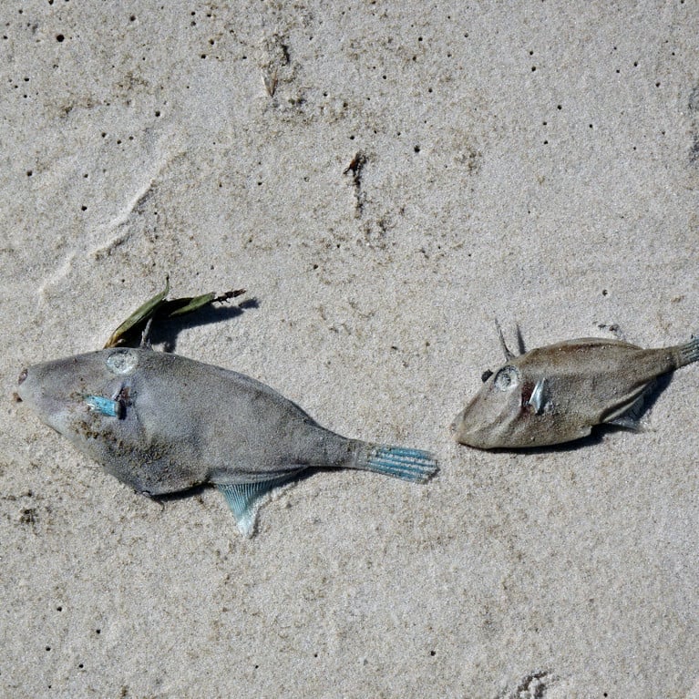 Dead Leatherjackets on Glenelg beach South Australia. Picture by Michael Coghlan on Flickr, CC BY-SA 4.0