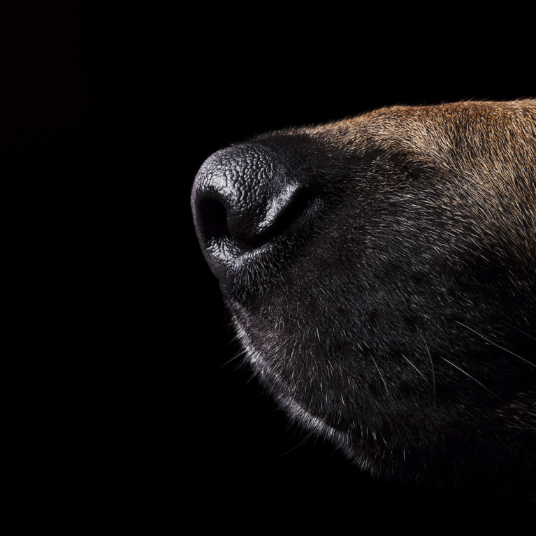 The nose of a police dog. Image Adobe Stock