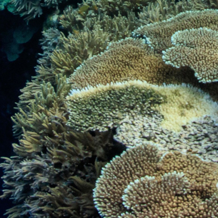 Underwater coral reef