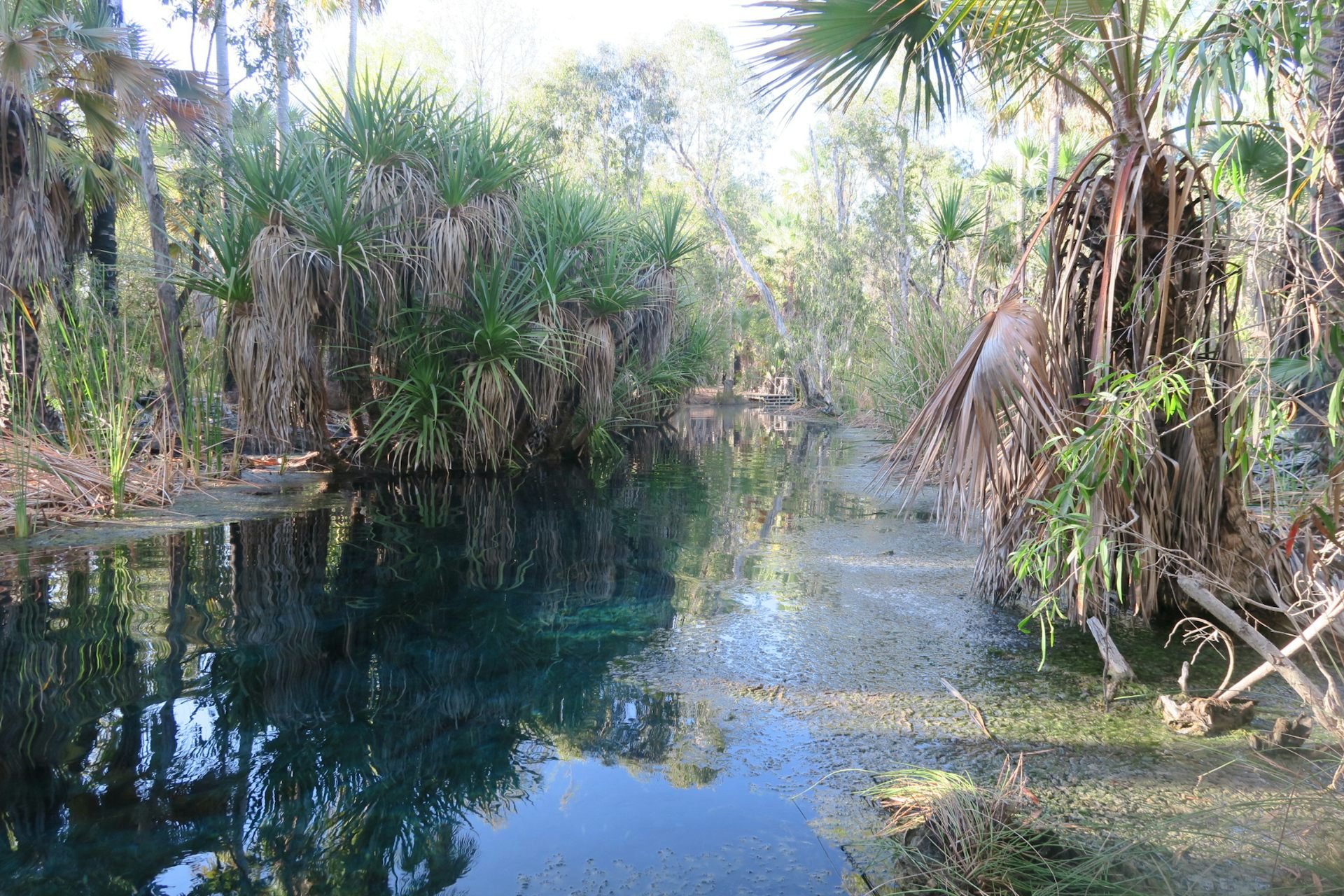Bitter Springs in Mataranka, in the Northern Territory. The Traditional Owners are the Mangarayi and Yangman people. Felix Dance/Wikimedia, CC BY