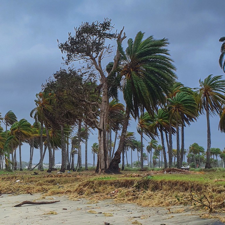 Trees blowing in heavy wind in the Pacific