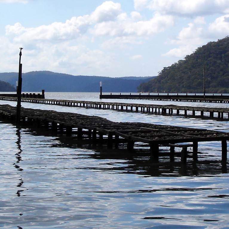 Oyster farm at Coba Bay, Hawkesbury River