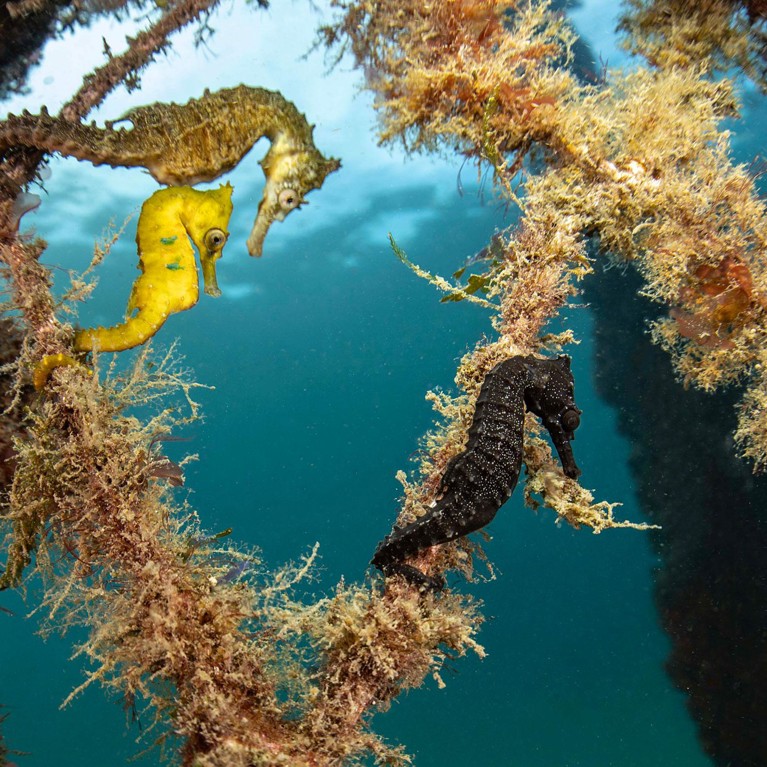 Seahorses