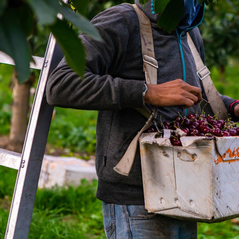 Farm worker picking cherries