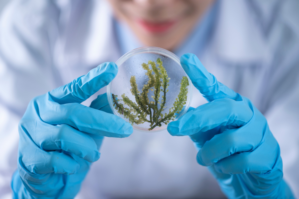 Gloved hands holding a plant sample