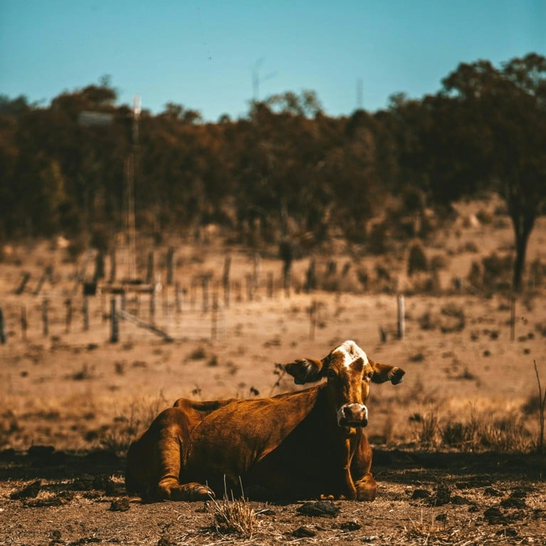 An undernourished cow in a barren landscape. Picture: Josh Marshall/Unsplash, CC BY-NC-ND