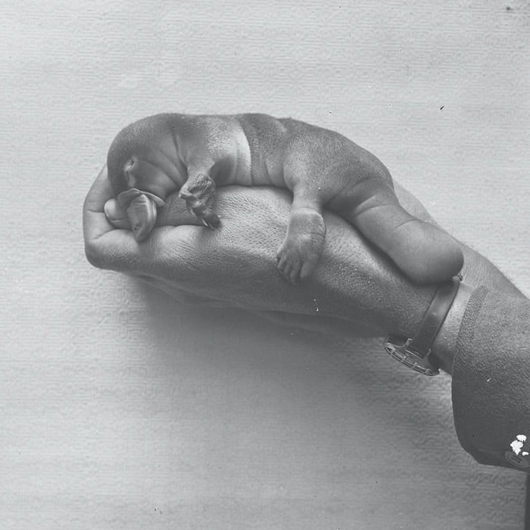 A platypus puggle being held up to a camera on a human hand. Picture courtesy Australian Museum archive