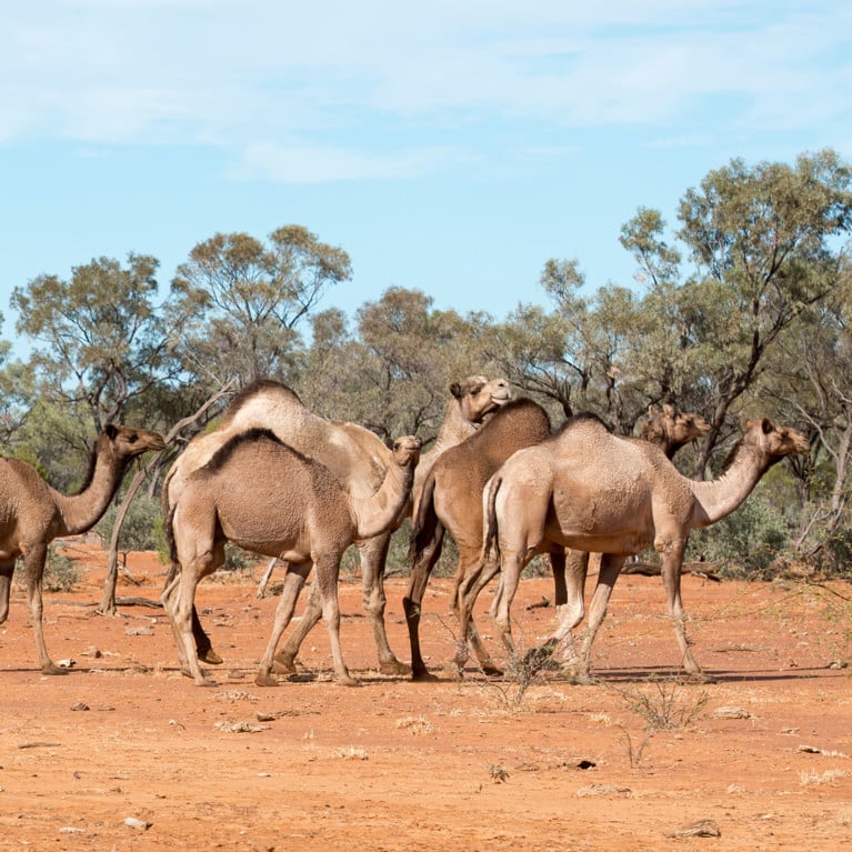 Wild camels in outback Queensland,Australia. Picture: Adobe Stock