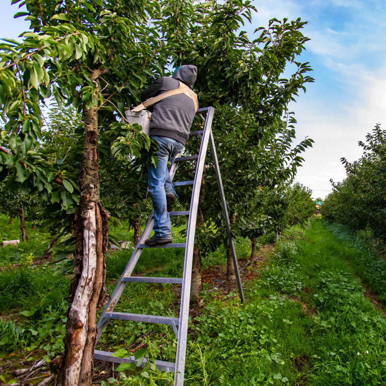 Fruit picker