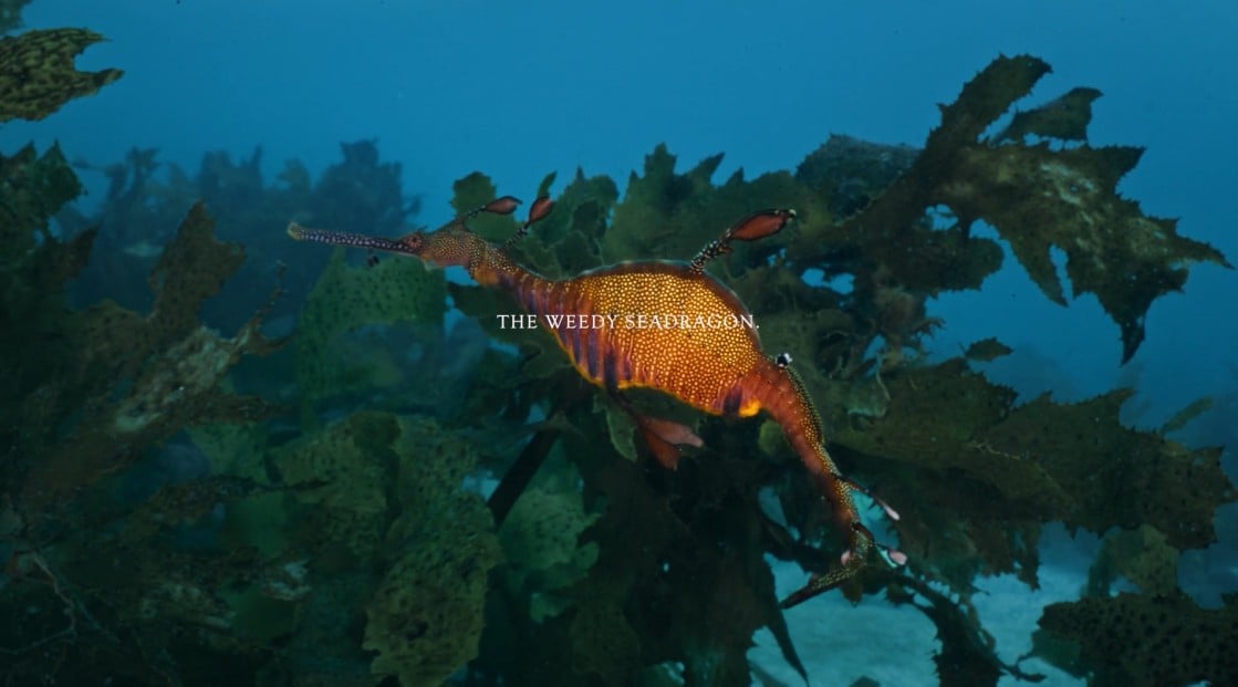 Photo of a sea dragon