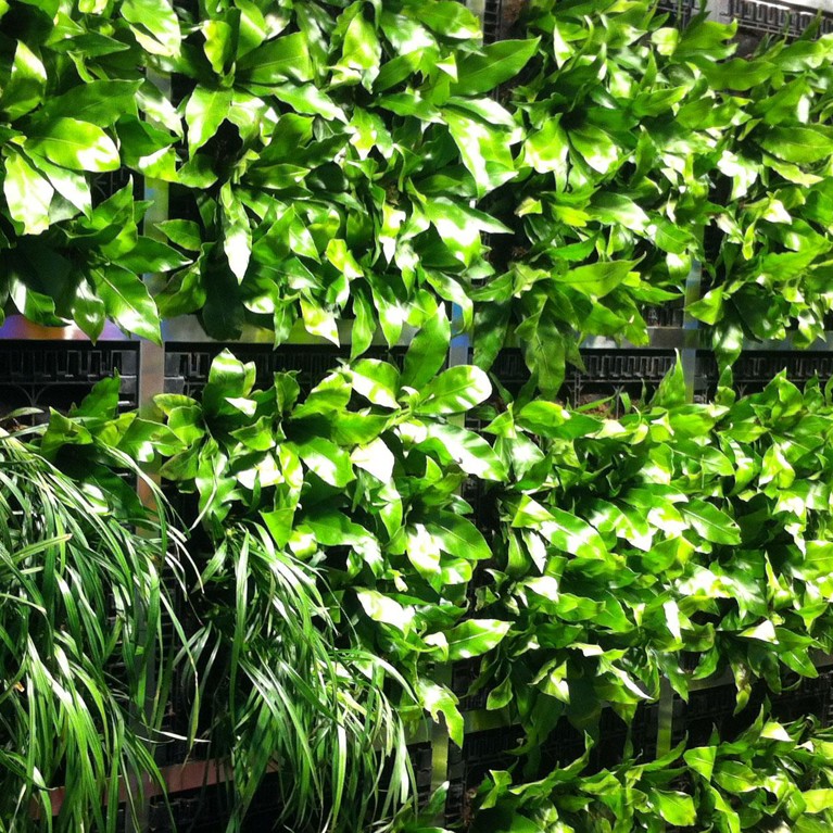 plants on a wall