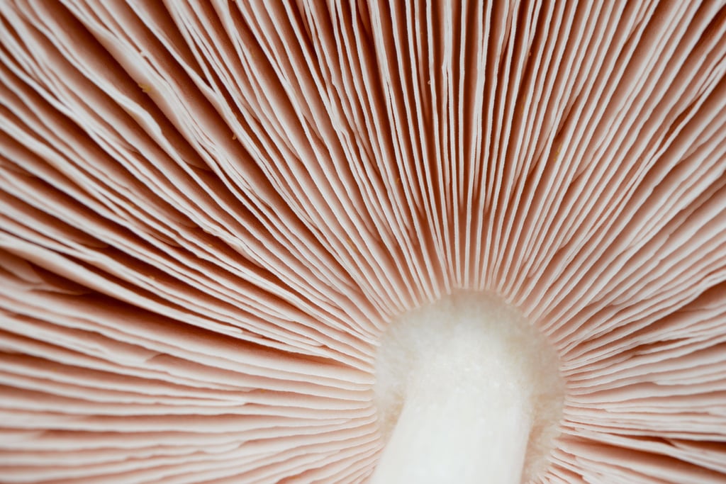abstract nature background texture of Mushroom plants