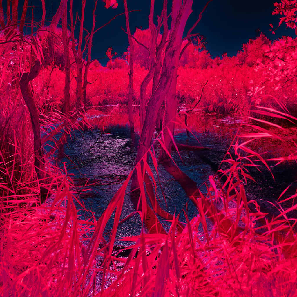 Decorative saturared image of a red forest