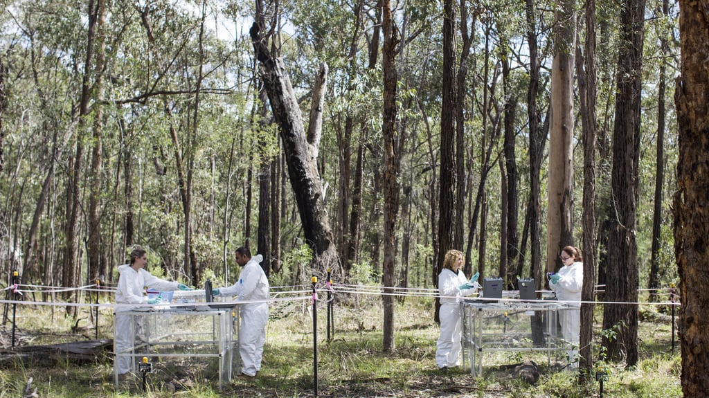 A group of researchers wearing white overalls do field work outdoors.