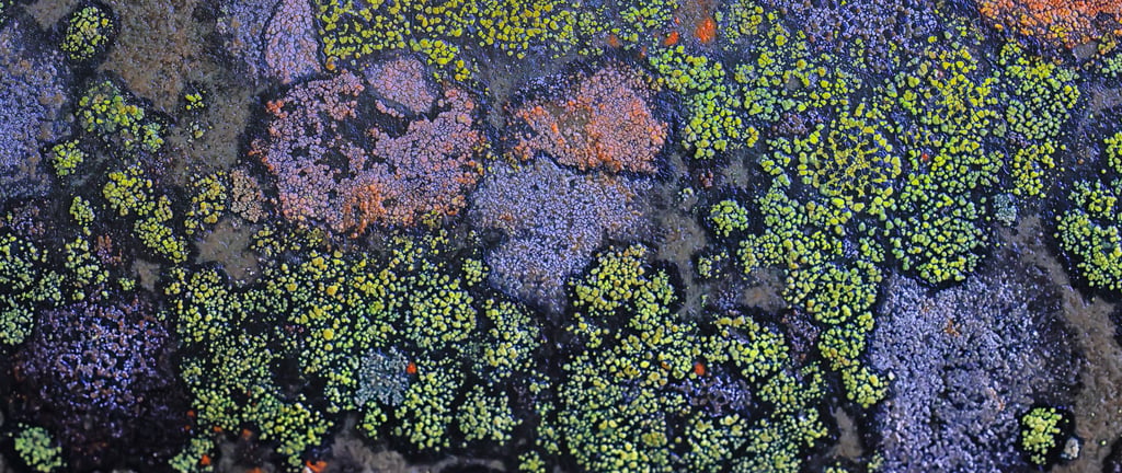 algae