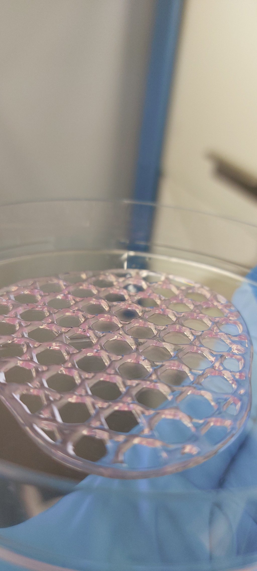 A circular pink mesh made from bio-ink sits on a petri dish