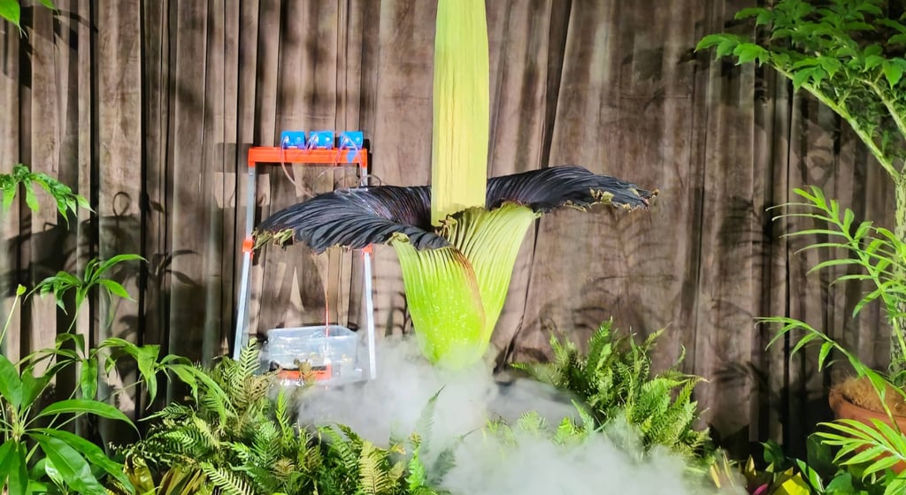 'Putricia' the corpse flower at the Royal Botanic Garden Sydney.