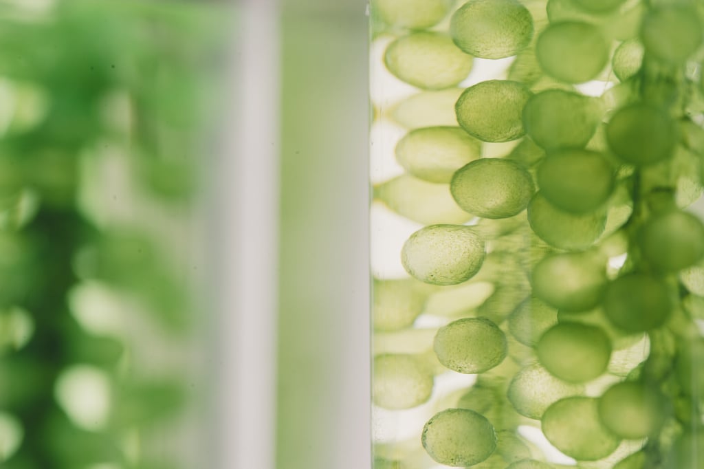 Close-up view of translucent green oval-shaped cells suspended in liquid inside a clear laboratory vessel.