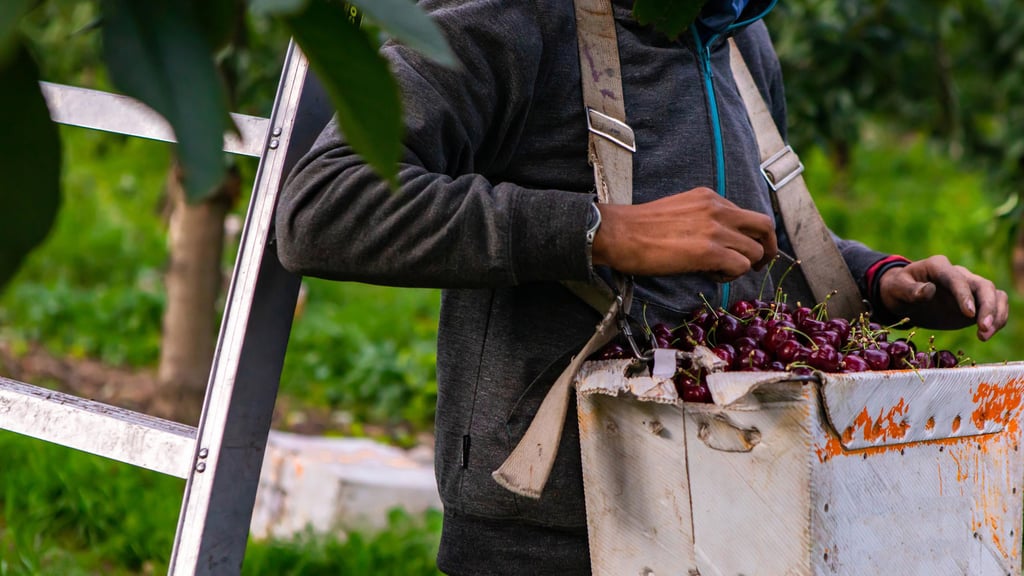 Person in a grey hoodie harvesting cherries in an orchard, carrying a box filled with fruit. A ladder leans against a tree.