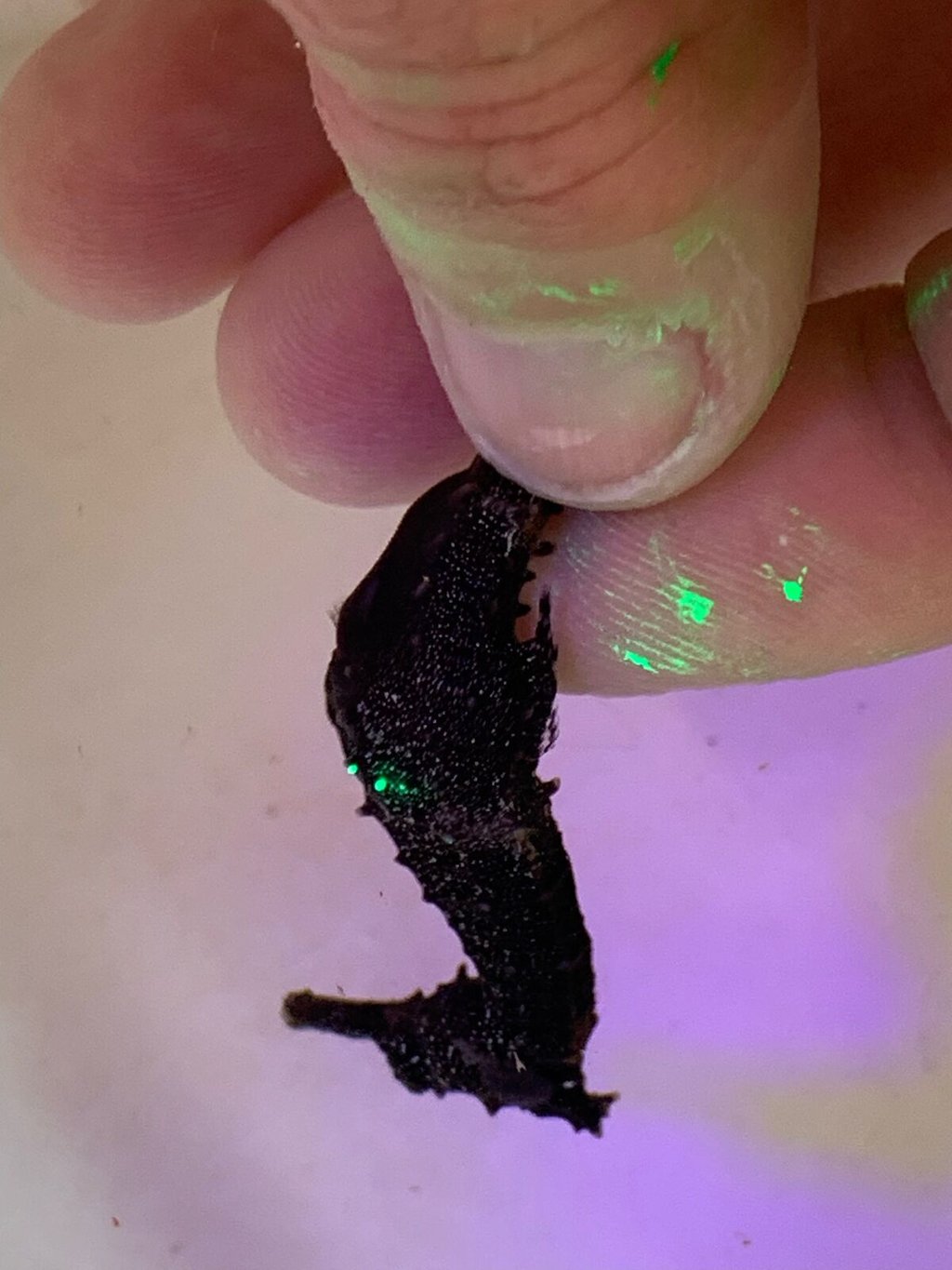A tiny seahorse is held between fingers. A fluorescent green glows from a spot on its midsection.