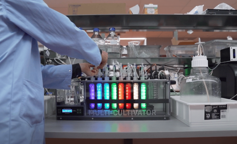 lab