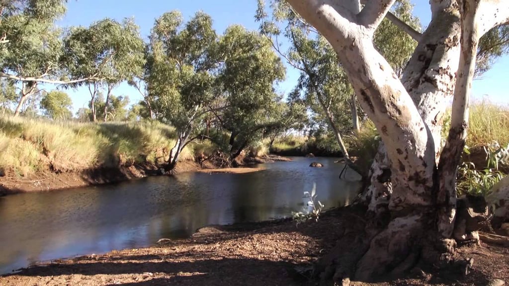 Outback waterhole lined with river gums, a white-barked ghost gum in the foreground, spinifex banks under blue sky.