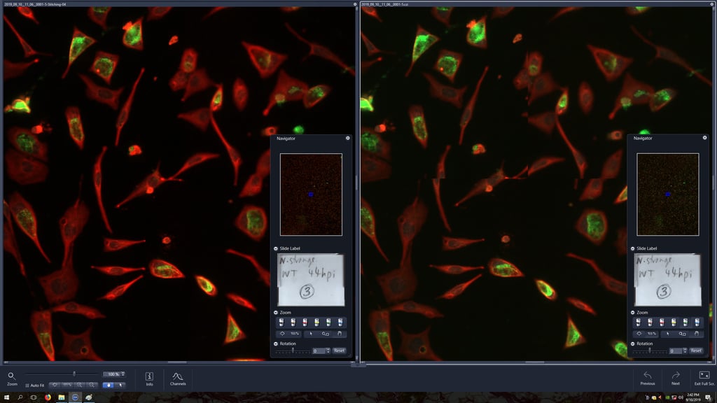Fluorescent microscopy image showing red and green-stained cells against a black background. The split-screen displays identical high-contrast cellular patterns.