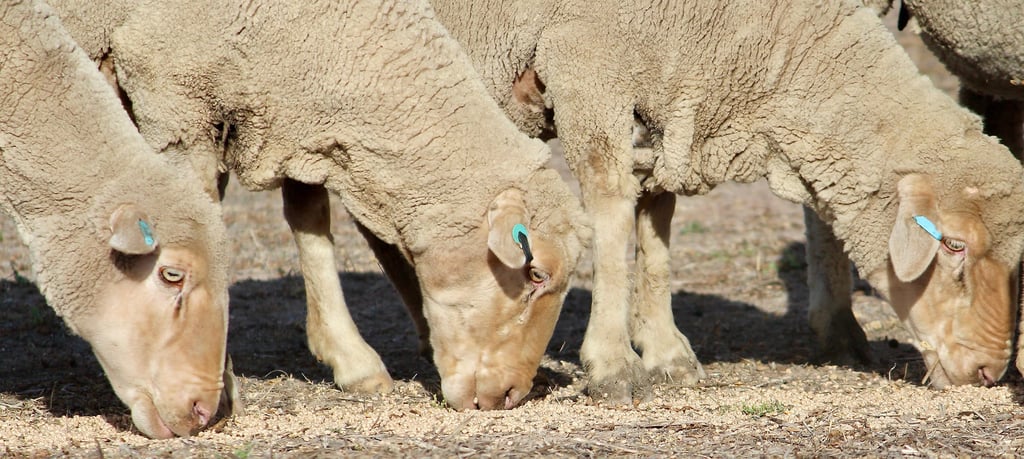 Photo of sheep eating stock feed