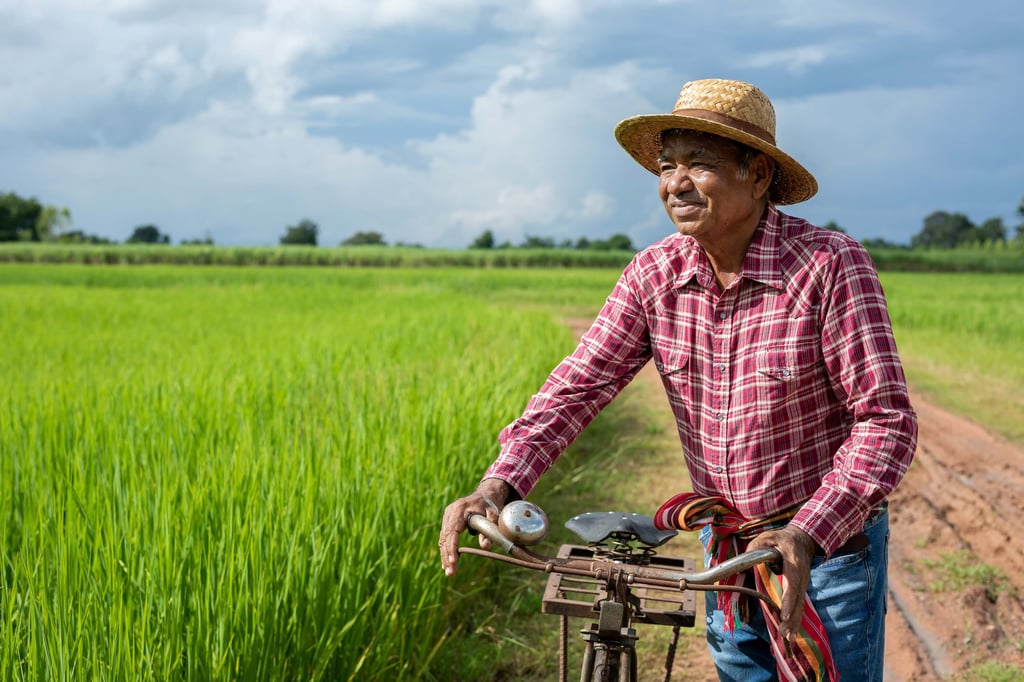 Elderly man walking with a bicycle through a rice field in Thailand.