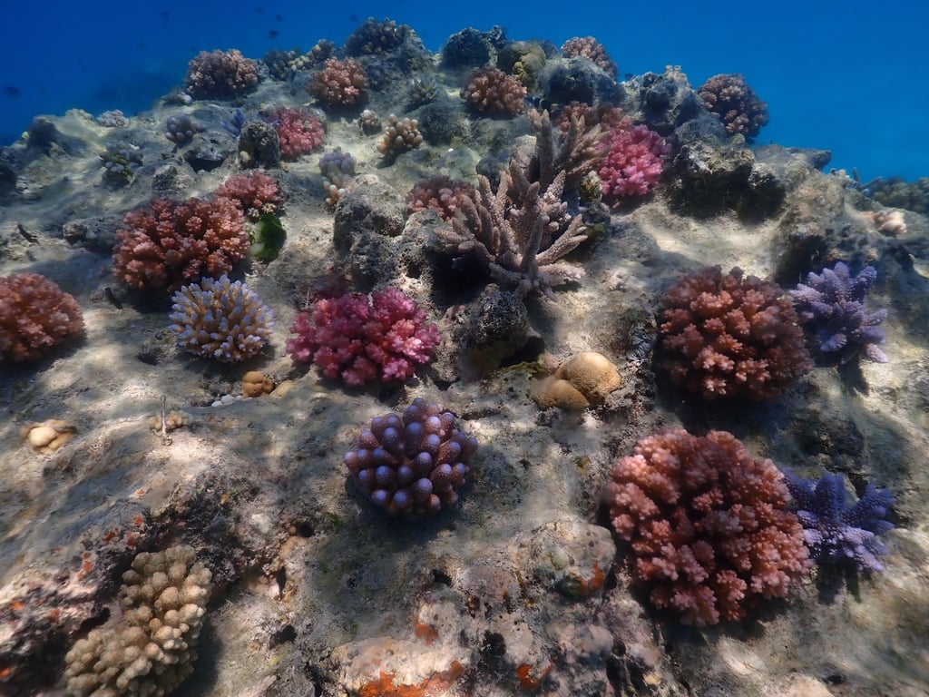 Coral reef