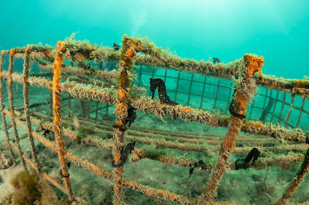 Seahorses wrap their tales around seahorse hotels on the sea floor - cage-like structures that have seaweed growth accumulating on them.
