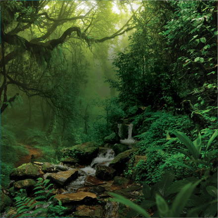 Lush green rainforest with sunlight filtering through the canopy onto a rocky stream.