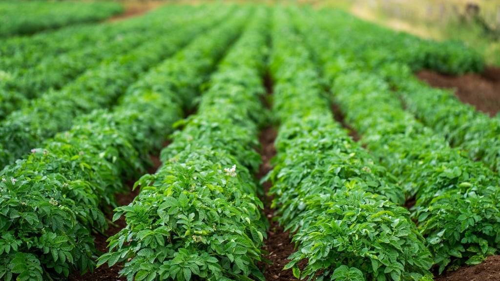 Vibrant green rows of potato plants in a well-tended field, extending into the distance under a clear sky. The mood is serene and agricultural.