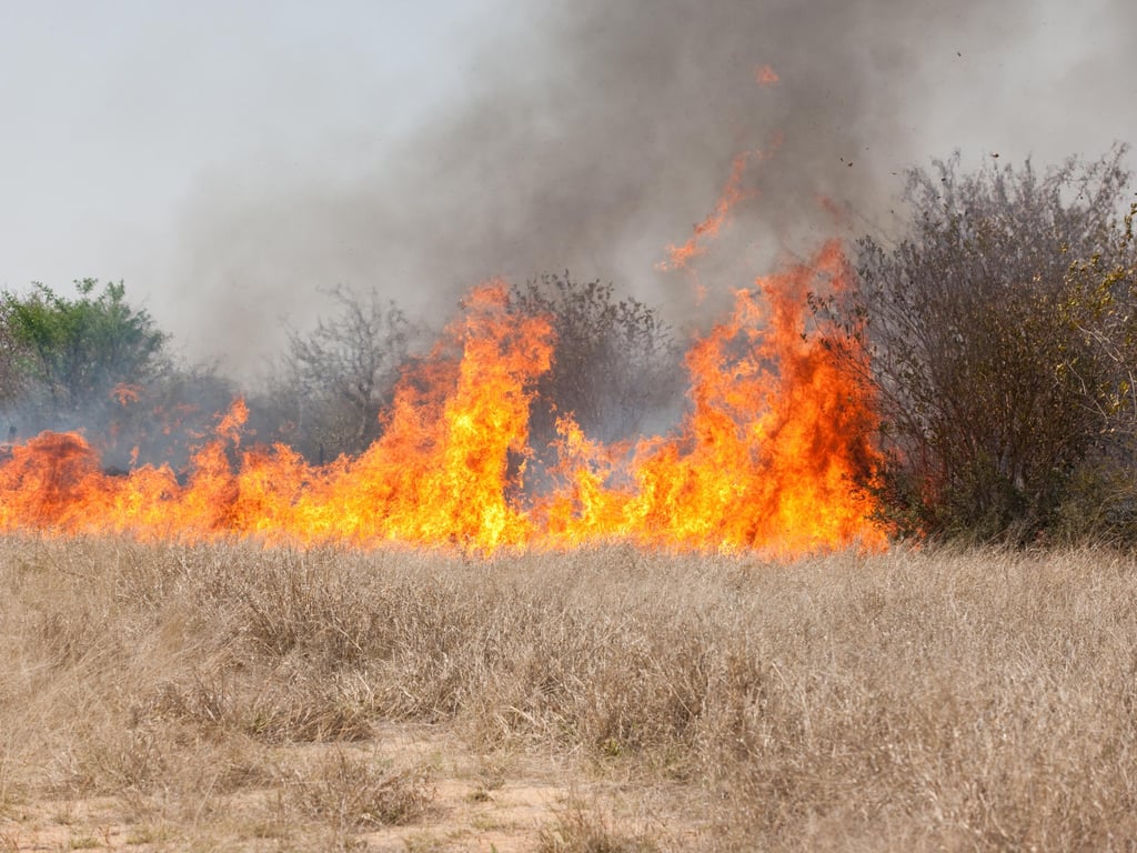 A wild grassland fire with vivid orange flames and thick smoke rising, set against dry grass and sparse trees.