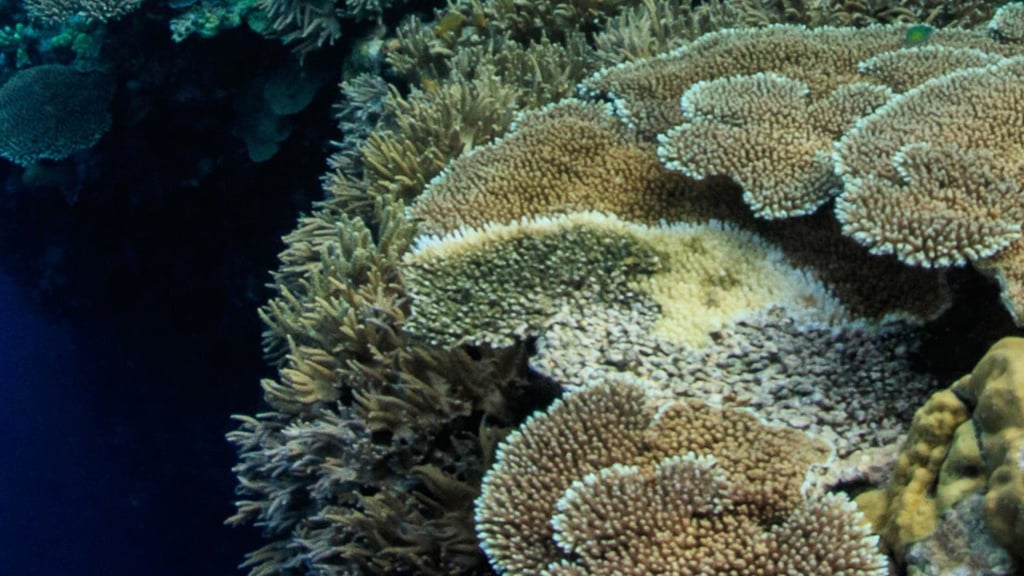 Underwater scene shows vibrant coral reef with diverse textures and colours, set against deep blue ocean. The mood is serene and awe-inspiring.
