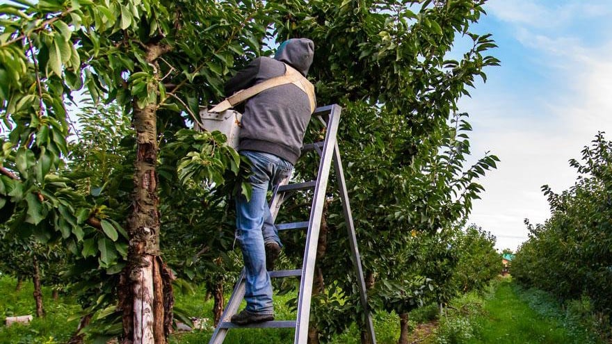 A person in a hoodie and jeans stands on a ladder picking fruit from a tree in a lush orchard.