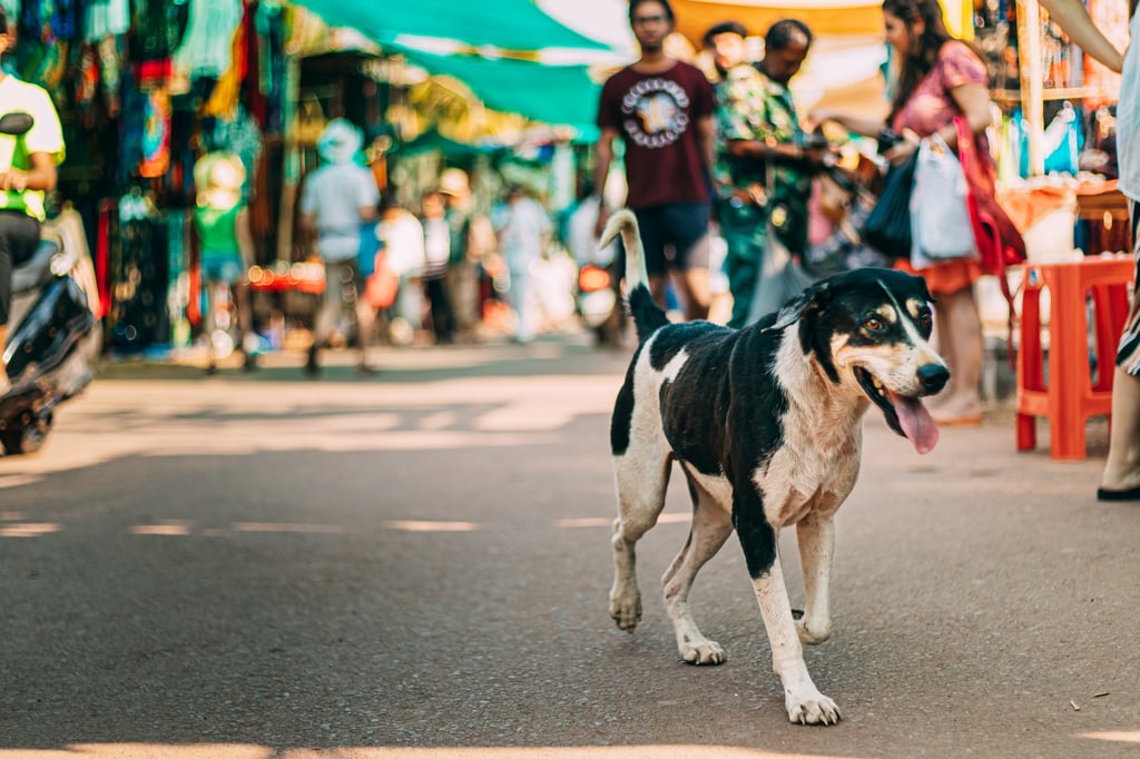 Anjuna, Goa, India. Dog walking Across The Anjuna Market.
Picture by Great Brut Here/Adobe Stock