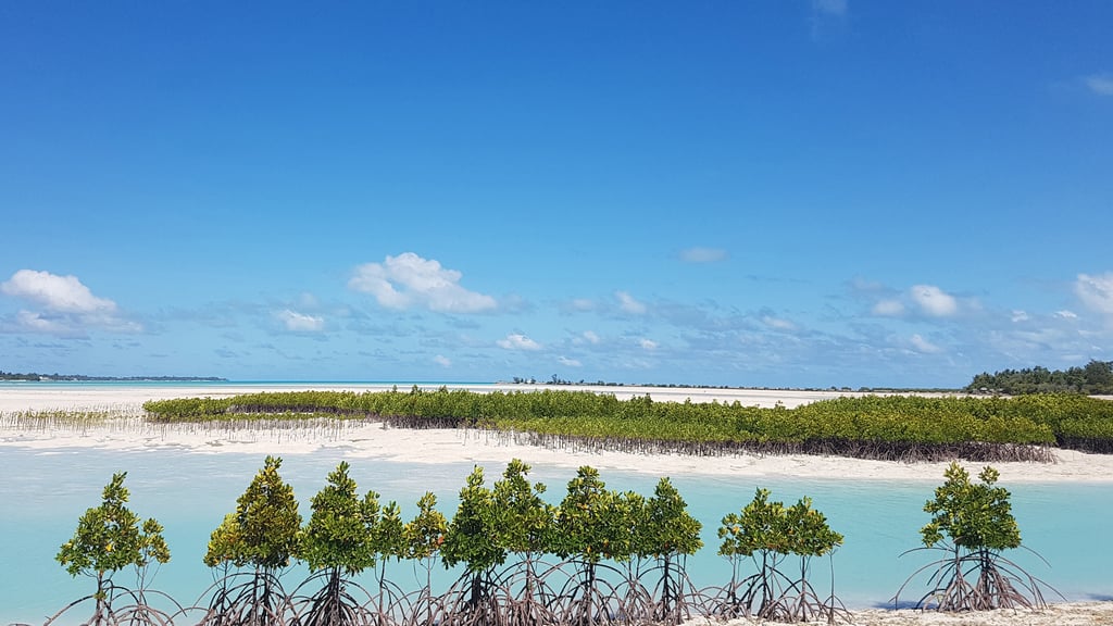 Mangroves at South Tarawa, Kiribati