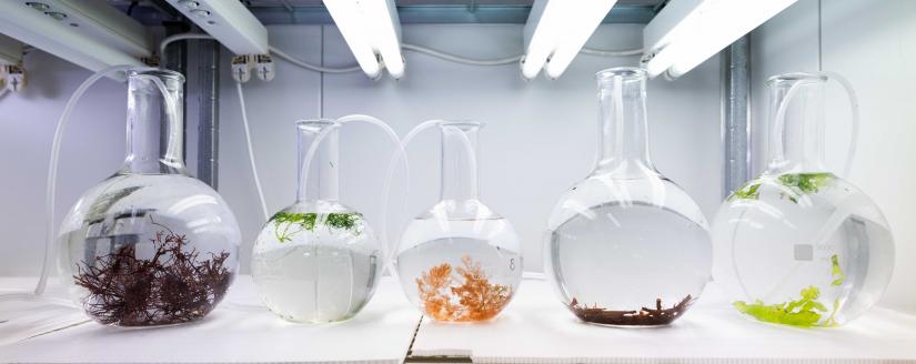 Algae flasks in a laboratory