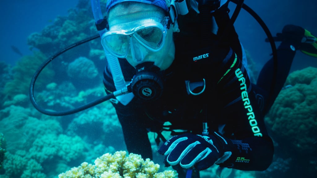 Scuba diver examining coral