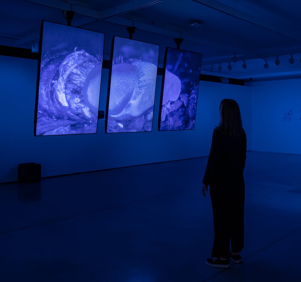 Maggot exhibition