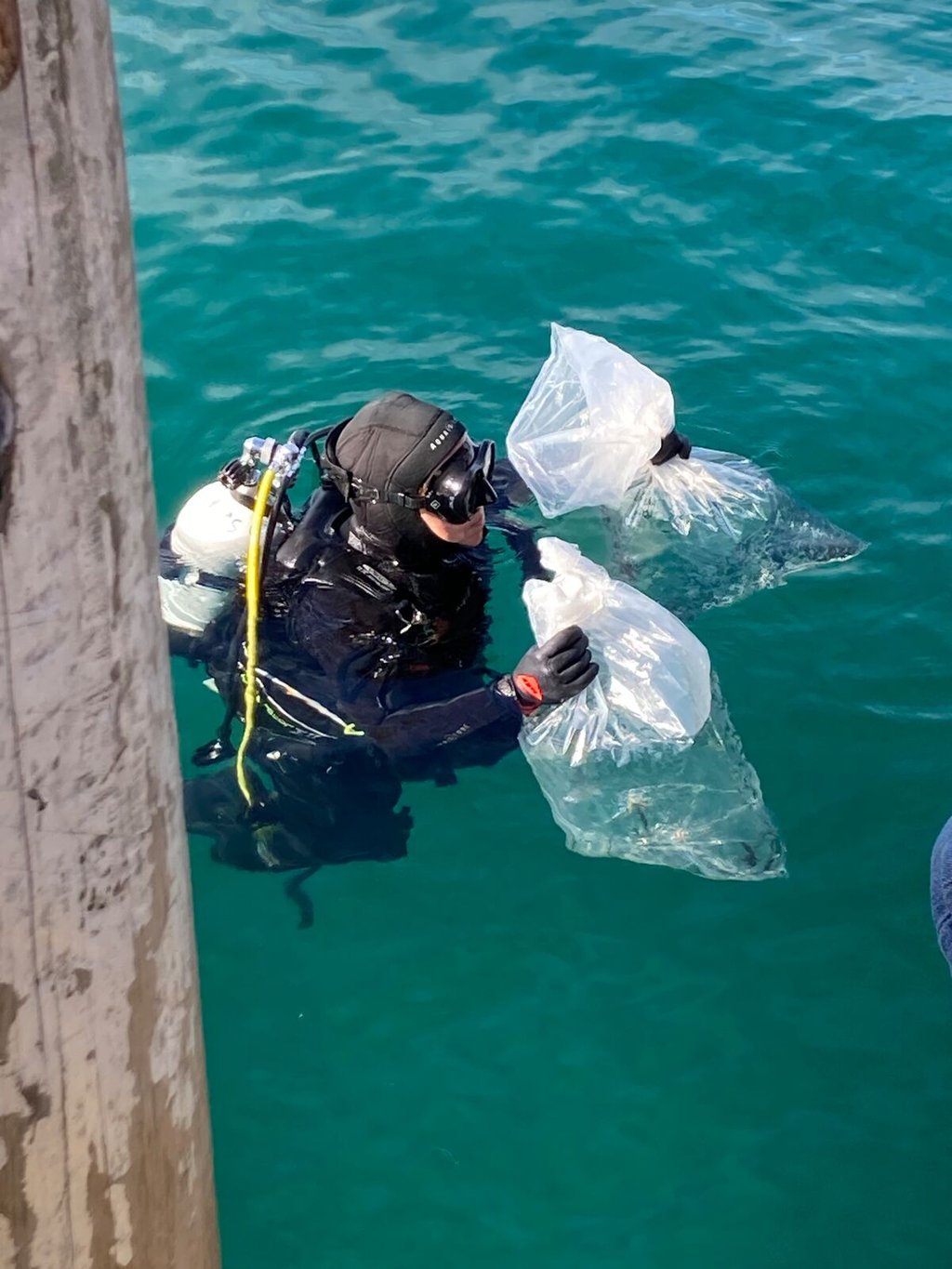 A diver in the water holds two large plastic bags containing water and tiny seahorses.